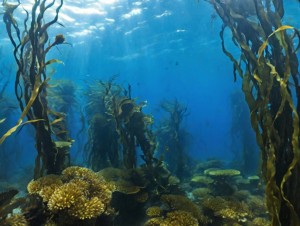 Kelp Forests